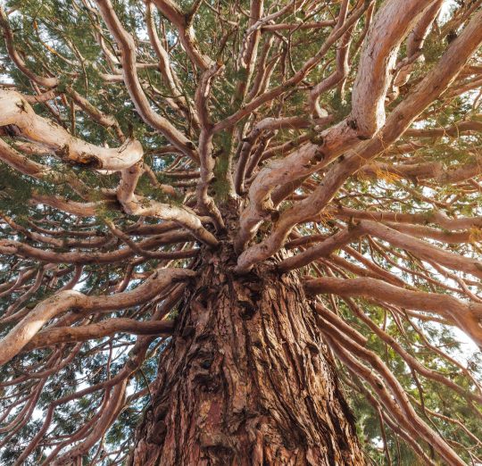 Bottom view on giant Sequoia tree or Sequoiadendron giganteum with many branches.
